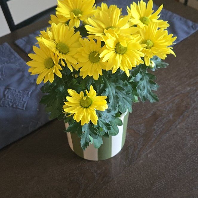 Photo of the plant species Garland Chrysanthemum by @SuaveSoybean15 named Kobe on Greg, the plant care app