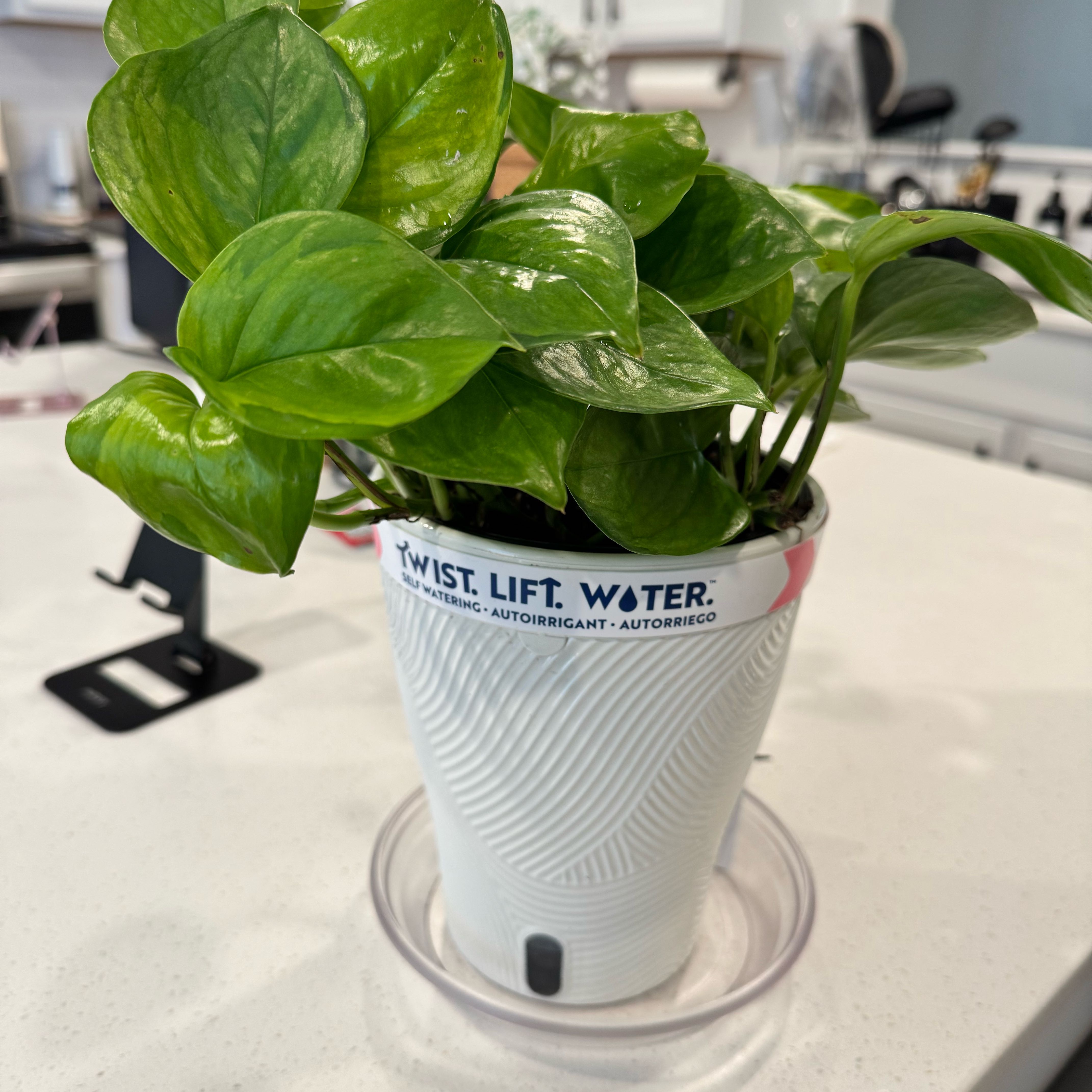 Photo of the plant species Lemon Top Pothos by @ChiefGrass41 named Freeda on Greg, the plant care app