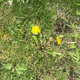 Photo of the plant species Blowball by @FabAloevera24 named Eva on Greg, the plant care app