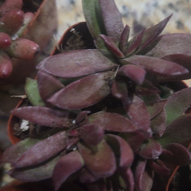 Photo of the plant species Butterfly Bush by @GourmetZzplant4 named Spike Leaves on Greg, the plant care app