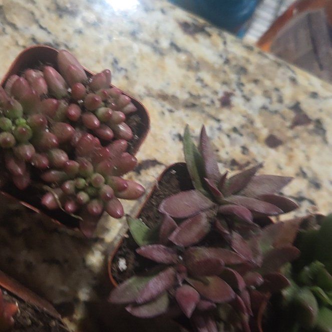 Photo of the plant species Spearleaf Stonecrop by @GourmetZzplant4 named Fernie Mercury on Greg, the plant care app