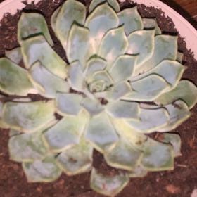 Photo of the plant species Echeveria by @TryFuscia90 named Grace on Greg, the plant care app