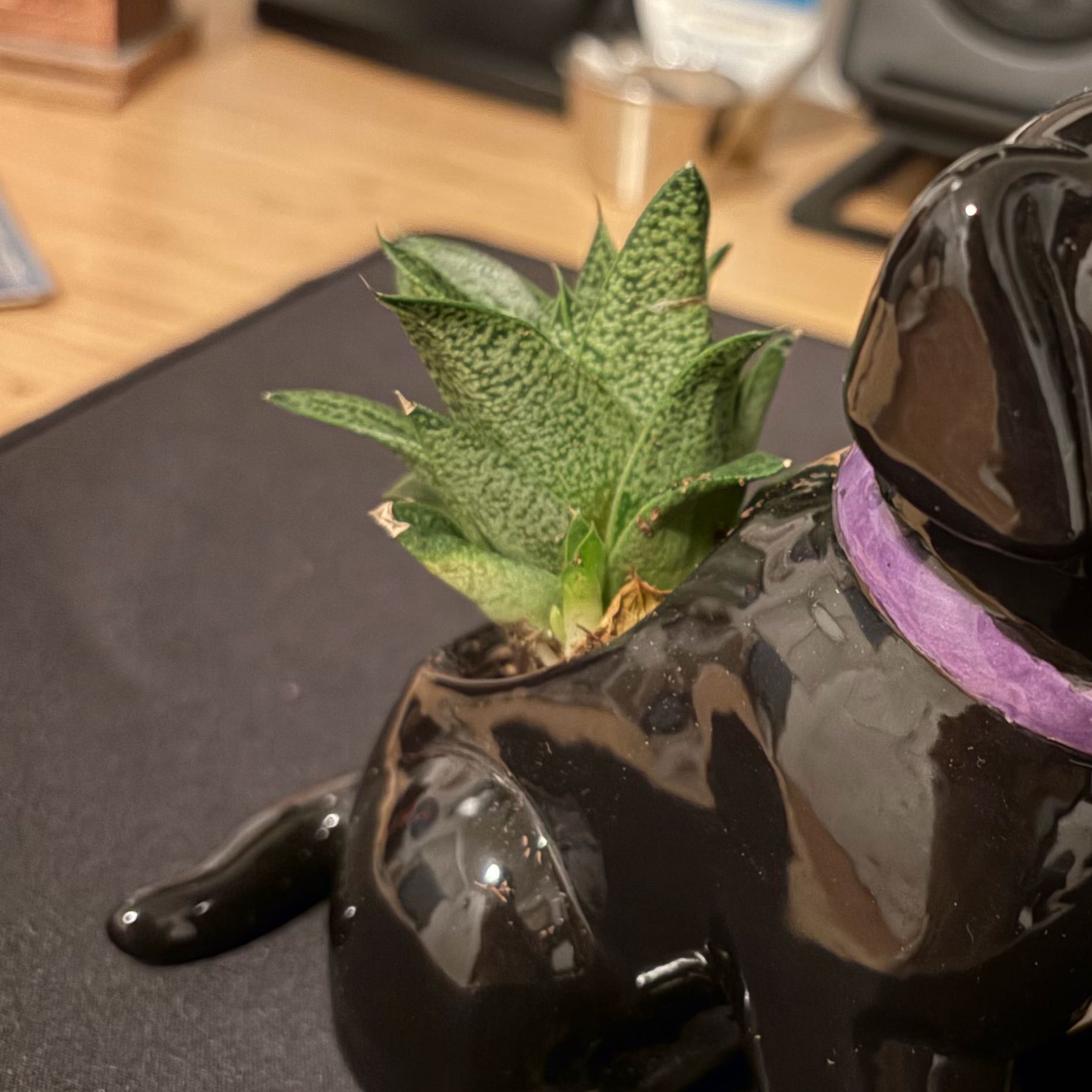 Photo of the plant species Gasteria Tiga by @OverseerYuzu37 named Mulva on Greg, the plant care app