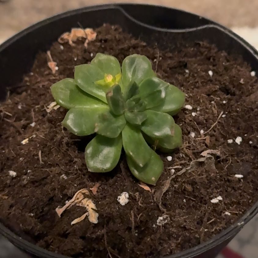Photo of the plant species Echeveria 'Sleepy™' by @DurableKawaka62 named Dream on Greg, the plant care app