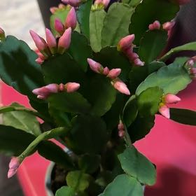 Photo of the plant species Pink Ice Easter Cactus by @DurableKawaka62 named Spring on Greg, the plant care app