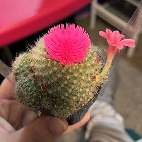 Photo of the plant species Powder Puff Cactus by @DurableKawaka62 named Blossom on Greg, the plant care app