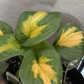 Photo of the plant species Hosta 'Shadowland Etched Glass' by @DurableKawaka62 named Kardashian on Greg, the plant care app