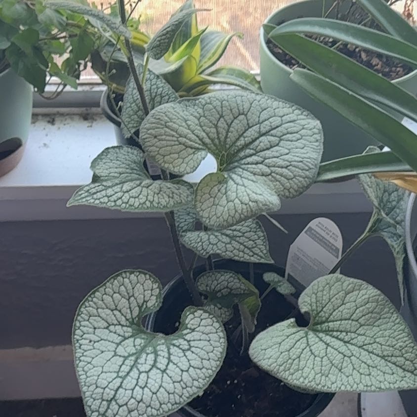 Photo of the plant species False Forget-Me-Not by @DurableKawaka62 named Rosa on Greg, the plant care app