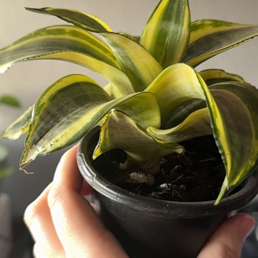 Photo of the plant species Birdsnest by @DurableKawaka62 named Athena on Greg, the plant care app