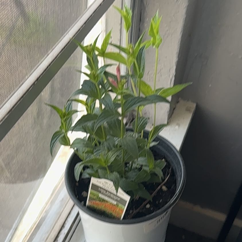 Photo of the plant species Proven Winners® Little Redhead Indian Pink by @DurableKawaka62 named Michelle Branch on Greg, the plant care app