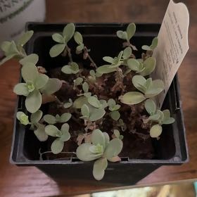 Photo of the plant species Sedum 'SunSparkler Firecracker' by @DurableKawaka62 named Planty on Greg, the plant care app
