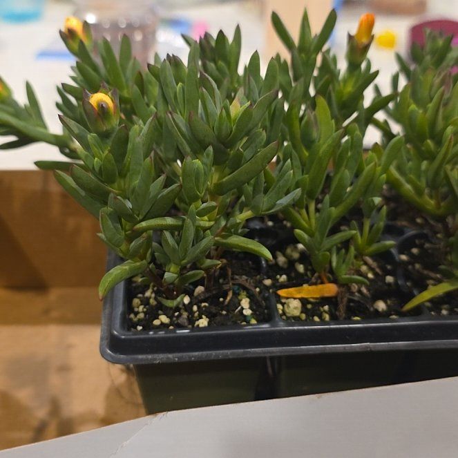 Photo of the plant species Yellow Ice Plant by @LavishMakole78 named Bieber on Greg, the plant care app