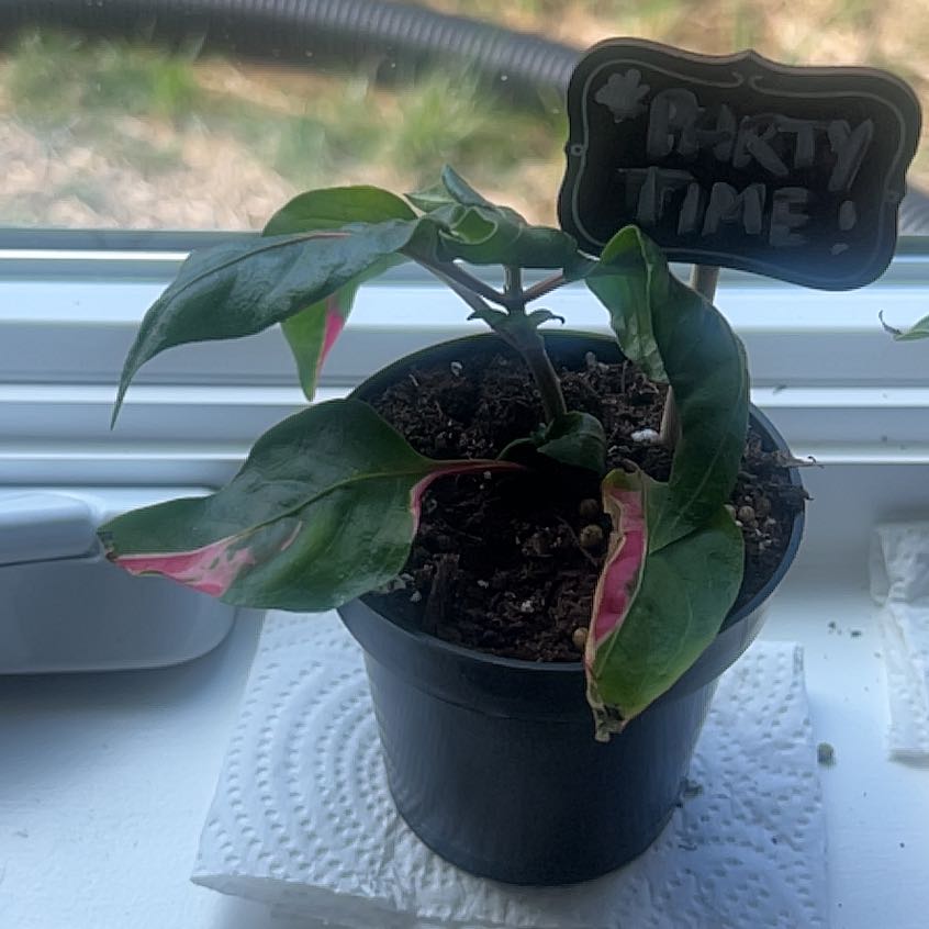 Photo of the plant species Joseph's Coat 'Partytime' by @PotentKeylime named Kardashian on Greg, the plant care app