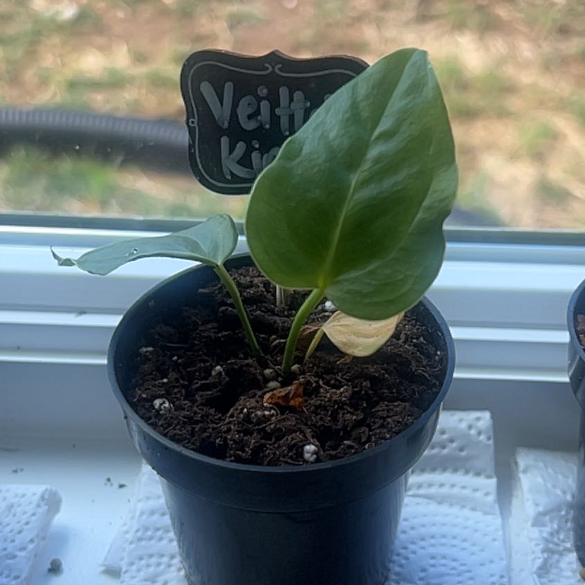 Photo of the plant species King Anthurium by @PotentKeylime named Surya on Greg, the plant care app