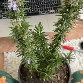 Photo of the plant species Rosemary by @ChicSmellfox7 named Sol on Greg, the plant care app