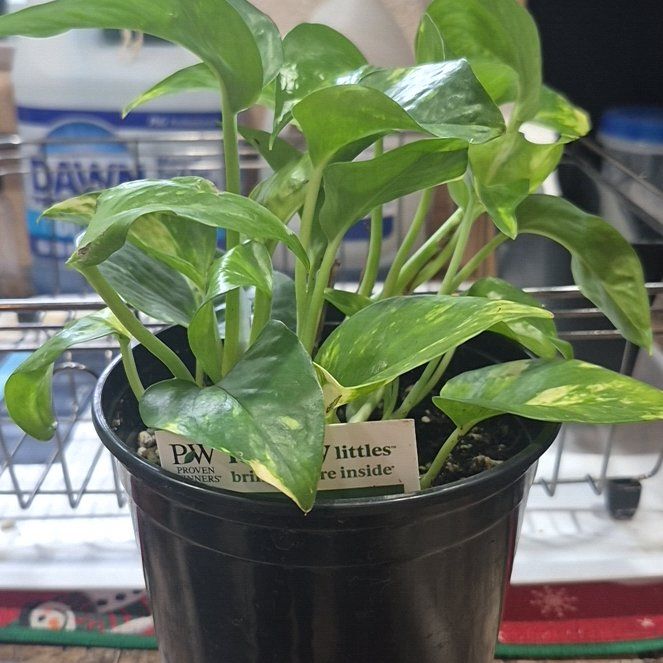 Photo of the plant species Pothos by @CleanRedash49 named Gobi on Greg, the plant care app