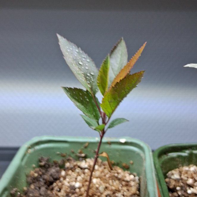 Photo of the plant species Crabapple Tree by @corneliancherry named Appol on Greg, the plant care app