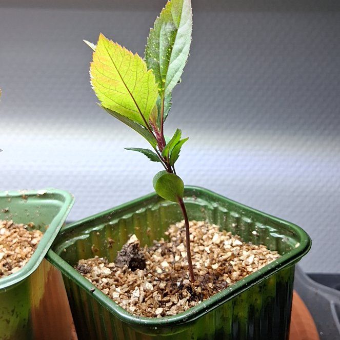 Photo of the plant species Crabapple Tree by @corneliancherry named Le Appé on Greg, the plant care app