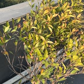 Photo of the plant species Brush Cherry by @GemNinebark42 named Tolkien on Greg, the plant care app