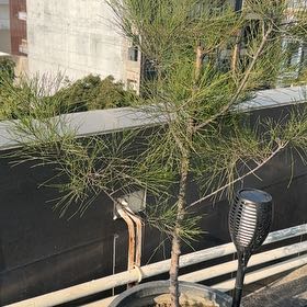 Photo of the plant species Beach Sheoak by @GemNinebark42 named Orlando Bloom on Greg, the plant care app