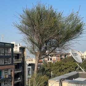 Photo of the plant species Stone Pine by @GemNinebark42 named Sonora on Greg, the plant care app