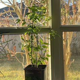 Photo of the plant species Bluecrop Blueberry by @CompetentIvy98 named Stella on Greg, the plant care app