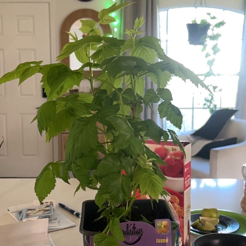 Photo of the plant species Yellow Raspberry by @CompetentIvy98 named Spike Leaves on Greg, the plant care app