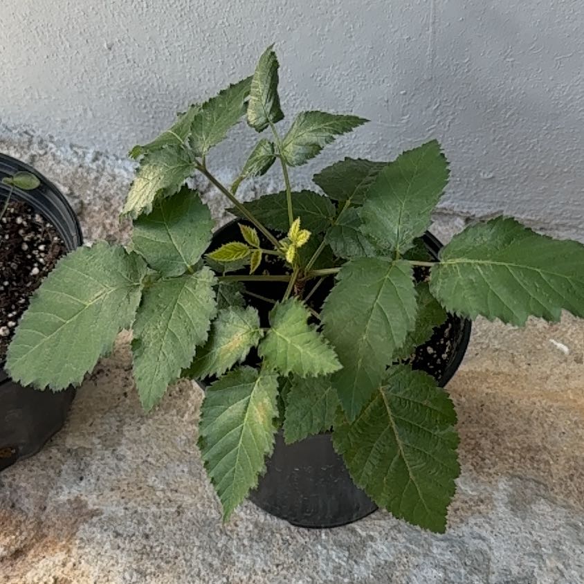 Photo of the plant species Black Raspberry by @PleasantPawpaw named Miley on Greg, the plant care app
