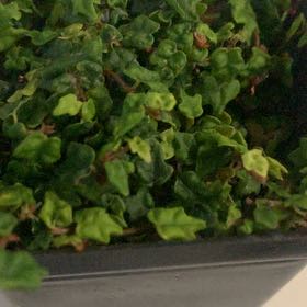 Photo of the plant species Mini Oakleaf Creeping Fig by @ObligingClusia named Elle on Greg, the plant care app