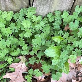 Photo of the plant species Shining Geranium by @ChiefBagpod65 named Delilah on Greg, the plant care app