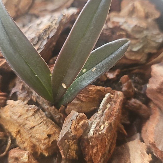 Photo of the plant species Pink Rock Orchid by @GaietyAraguaney named Gomez on Greg, the plant care app
