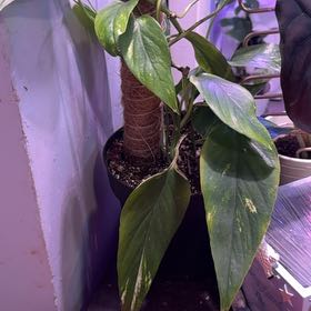 Photo of the plant species Epipremnum pinnatum 'Mint' by @MasterlyRuby38 named Ronaldo on Greg, the plant care app