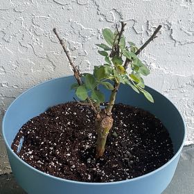 Photo of the plant species Angel rose by @NewPinkquill63 named Aurora on Greg, the plant care app