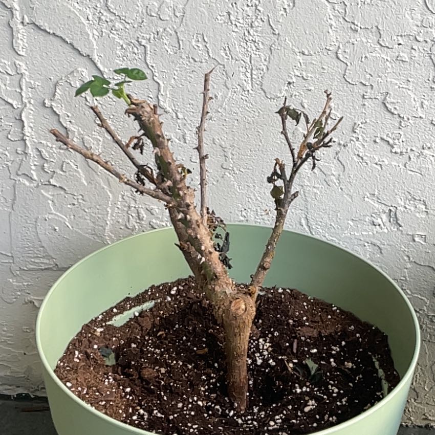 Photo of the plant species Angel rose by @NewPinkquill63 named Rosie on Greg, the plant care app