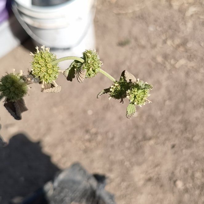 Photo of the plant species Horehound by @CalmNeslia5 named Marilyn on Greg, the plant care app