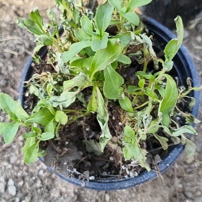 Photo of the plant species Sweetleaf by @CalmNeslia5 named Drake on Greg, the plant care app