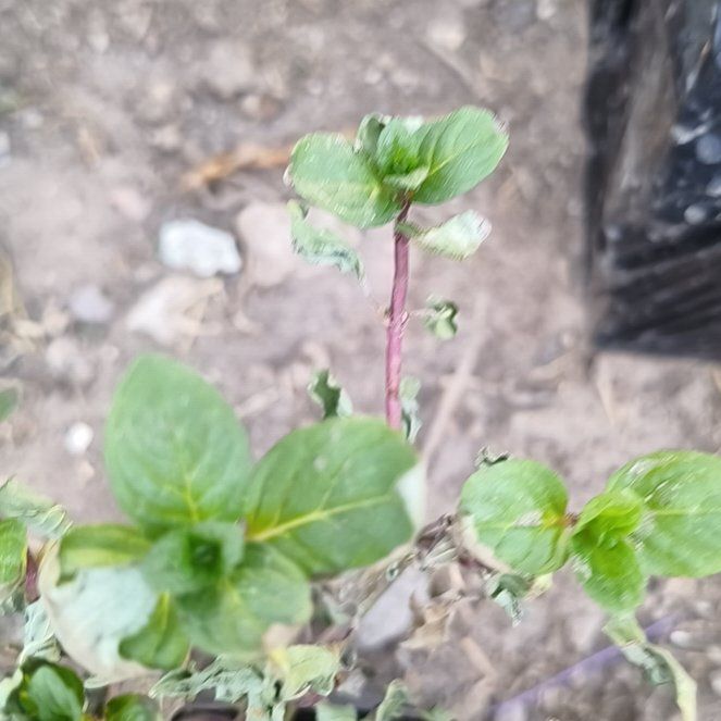 Photo of the plant species Yerba Buena by @CalmNeslia5 named Walt on Greg, the plant care app