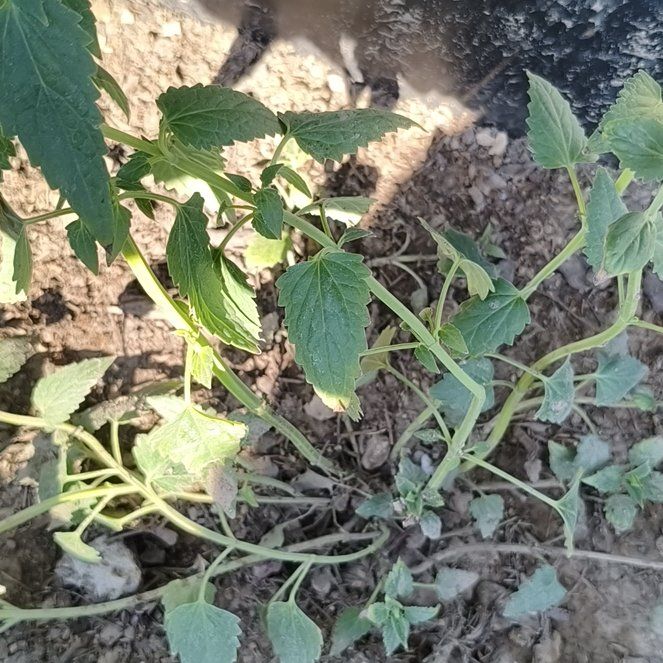Photo of the plant species Marjoram by @CalmNeslia5 named Austen on Greg, the plant care app