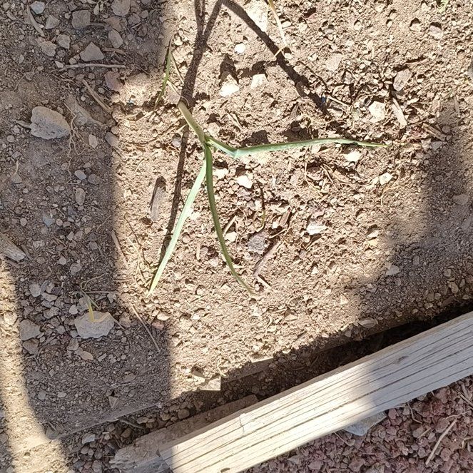 Photo of the plant species Red Onion by @CalmNeslia5 named Stella on Greg, the plant care app