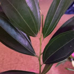 Photo of the plant species California Bay Laurel by @NiftySquash62 named Tree Diddy on Greg, the plant care app