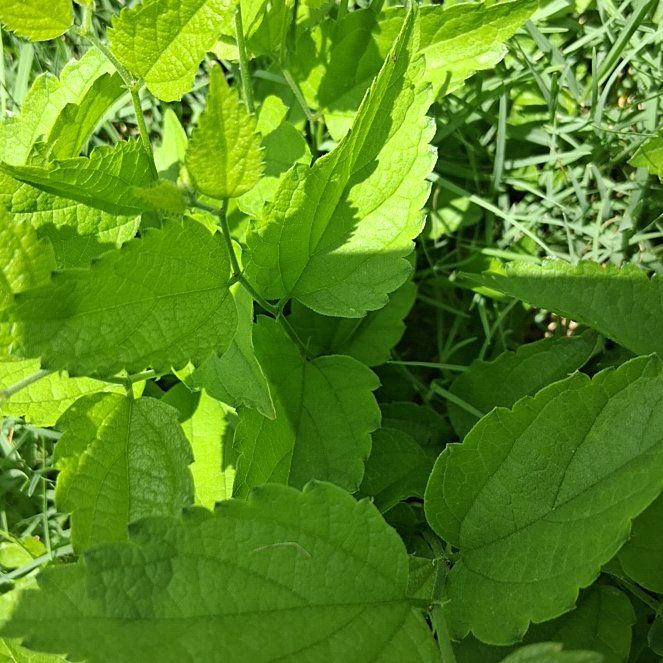 Photo of the plant species Western Hackberry by @BonusJuniper63 named Bigleef Smalls on Greg, the plant care app