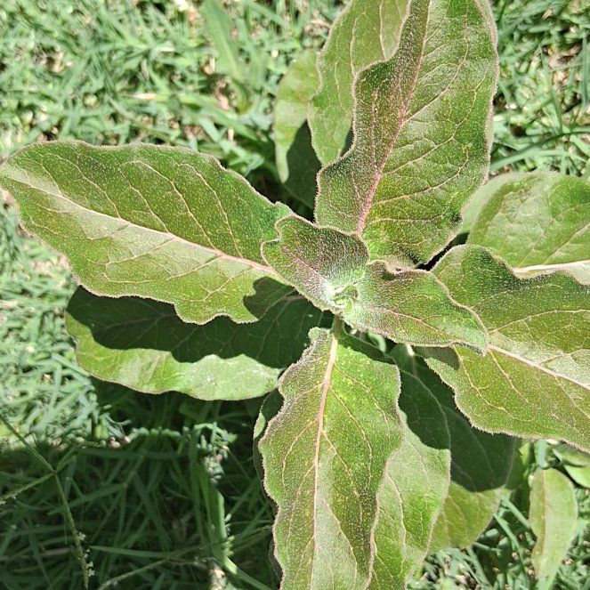 Photo of the plant species Cup Plant by @BonusJuniper63 named Leaf Erickson on Greg, the plant care app