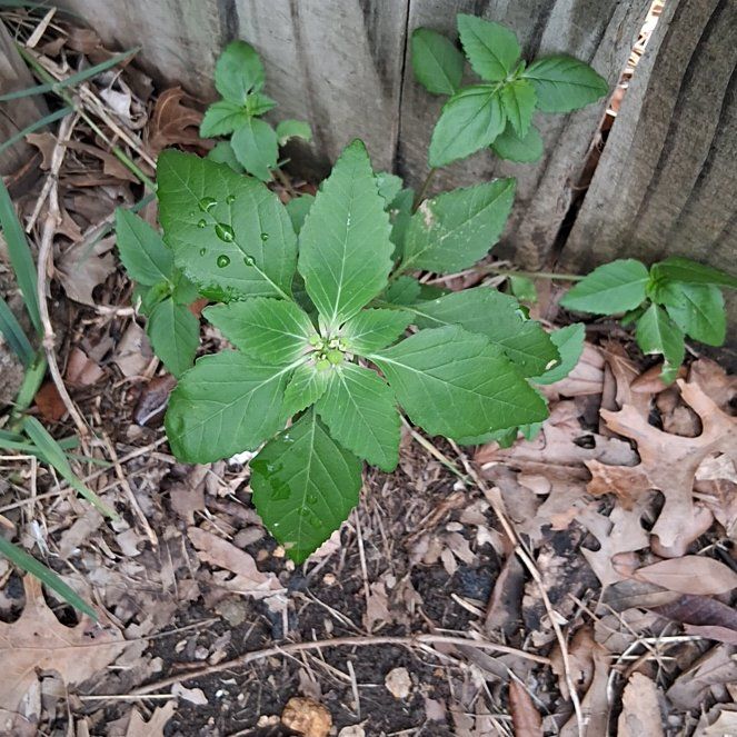 Photo of the plant species Toothed Euphorbia by @BonusJuniper63 named Bodhi on Greg, the plant care app