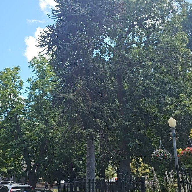 Photo of the plant species Monkey Puzzle Tree by @SwiftPandan81 named Ronaldo on Greg, the plant care app