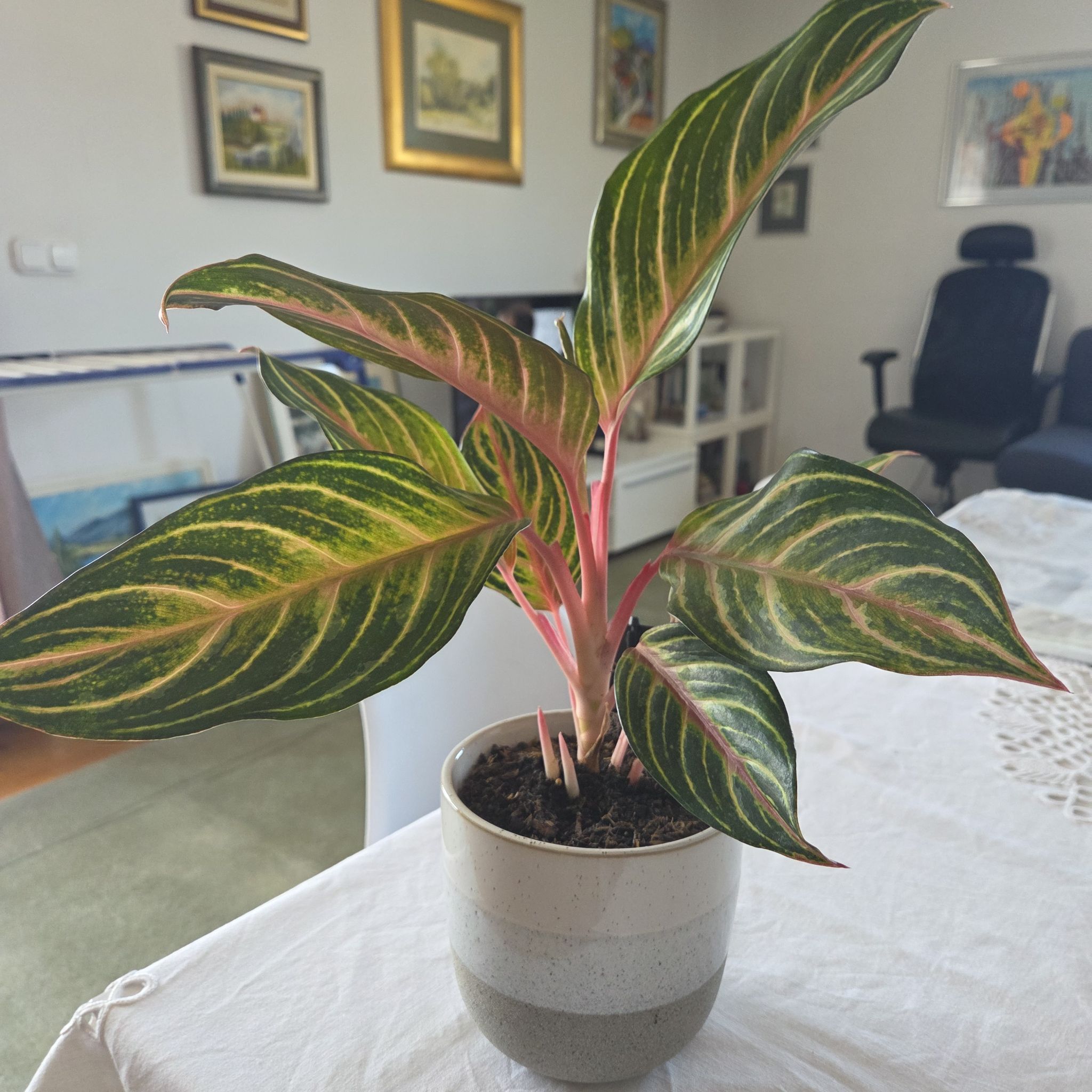 Photo of the plant species Aglaonema 'Sparkling Sarah' by @ProperDodder42 named Mi on Greg, the plant care app