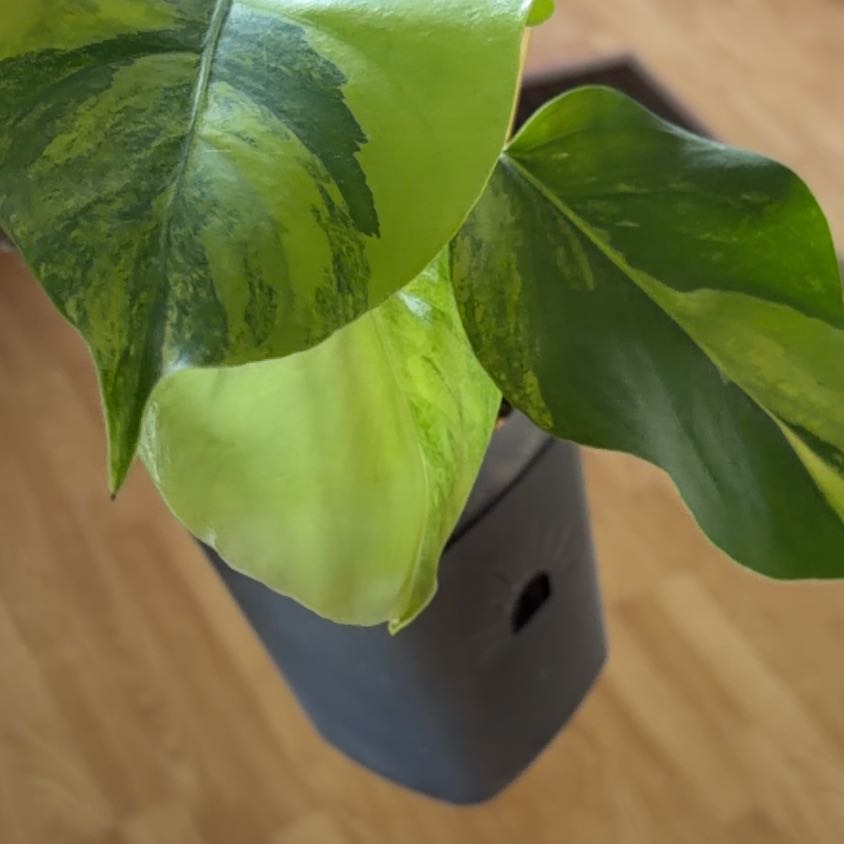 Photo of the plant species Aurea Variegated Mini Monstera by @YiftHoyajade21 named Fernie Mercury on Greg, the plant care app