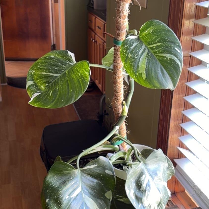 Photo of the plant species Philodendron White Wizard by @YiftHoyajade21 named Leaf Erickson on Greg, the plant care app