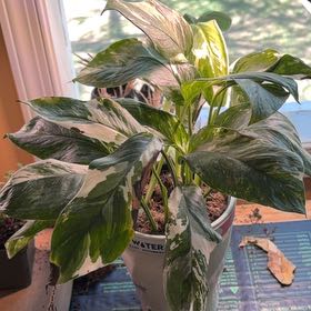 Photo of the plant species Verigated Monstera by @YiftHoyajade21 named Beyonce on Greg, the plant care app
