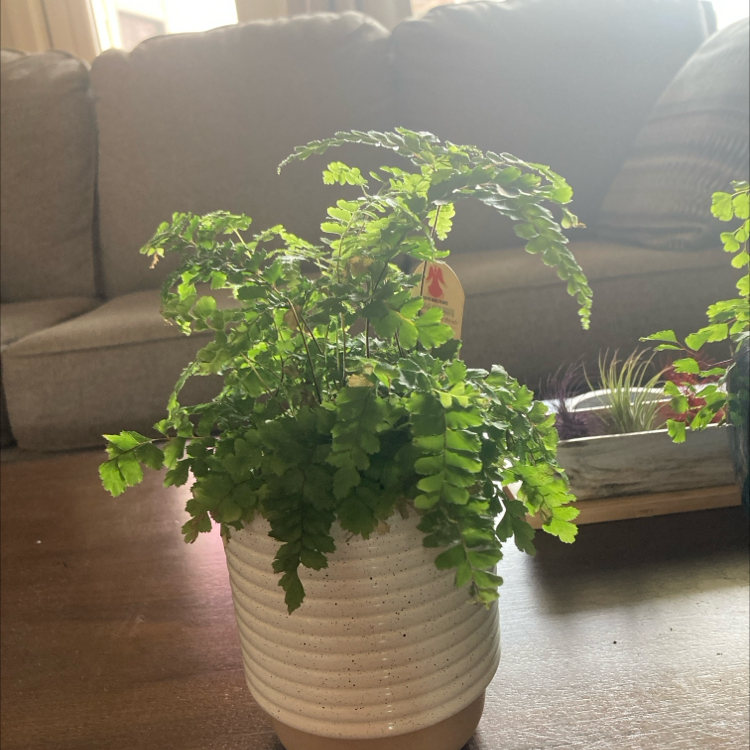 Photo of the plant species Northern Maidenhair Fern by @PerfectTarbush1 named Bella on Greg, the plant care app