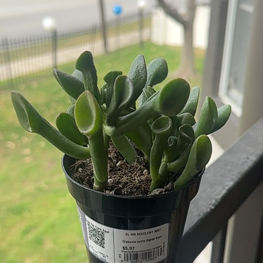 Photo of the plant species Ogre Ears by @email named Nithin on Greg, the plant care app